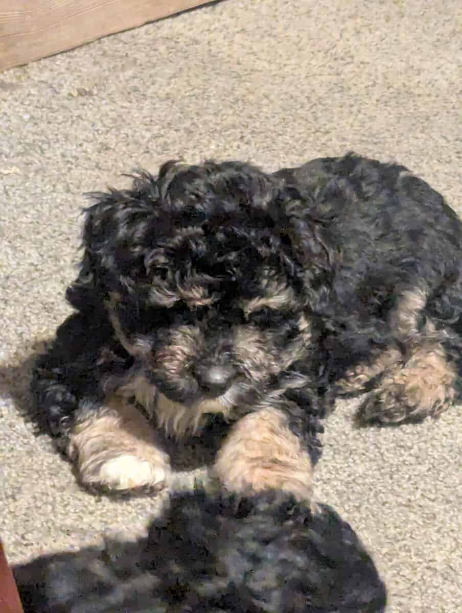 Mini aussiedoodle puppies 8 weeks old image 2