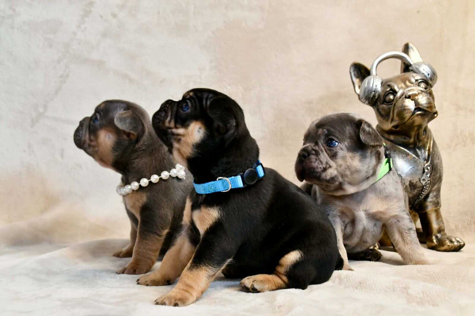 Litter of 6 for Sell - French Bulldogs image 17