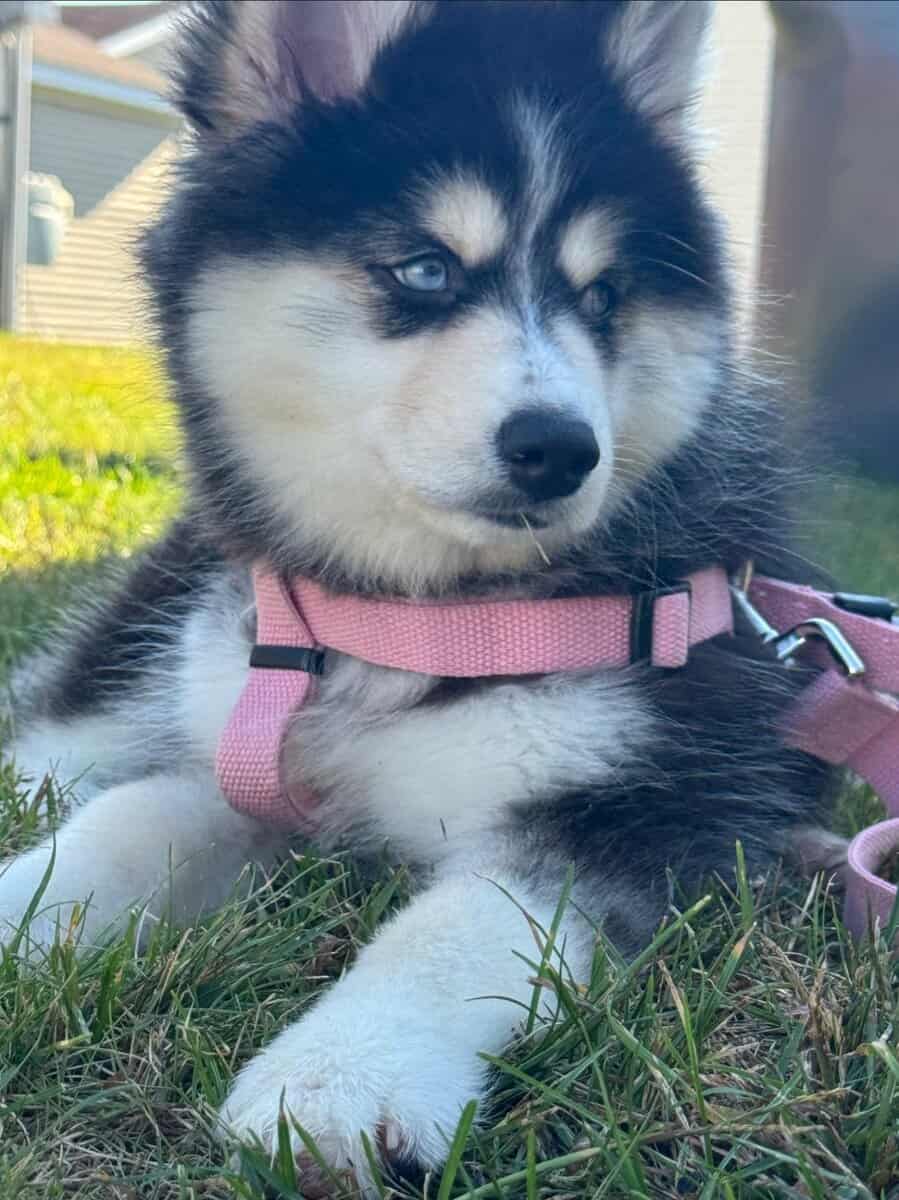 7 month Koda the Pomsky for adoption/sale image 5