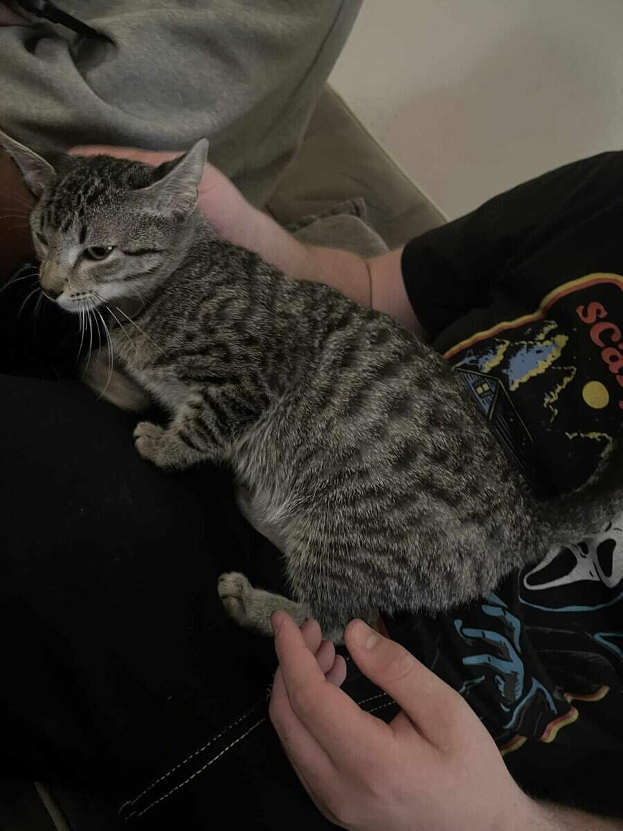 Bangel kitten image 1