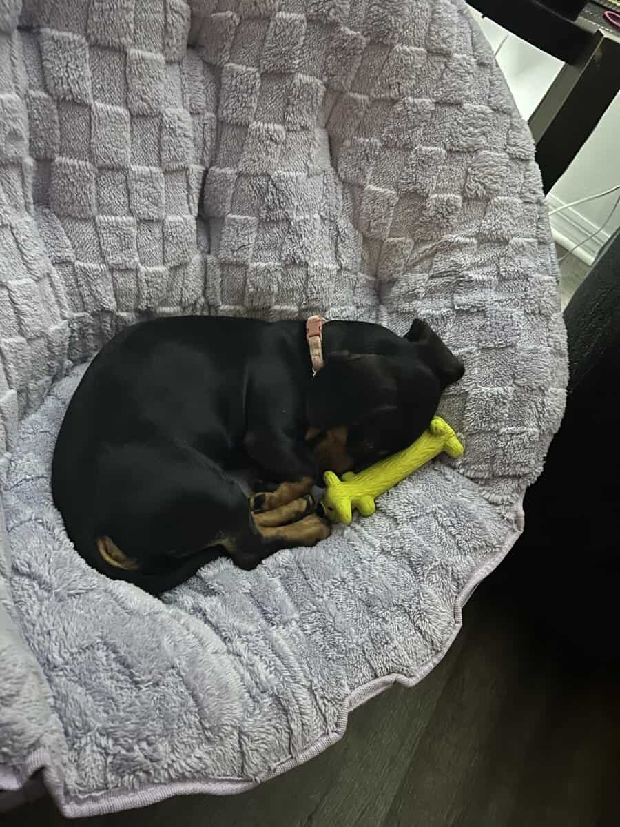 6 month old female image 1