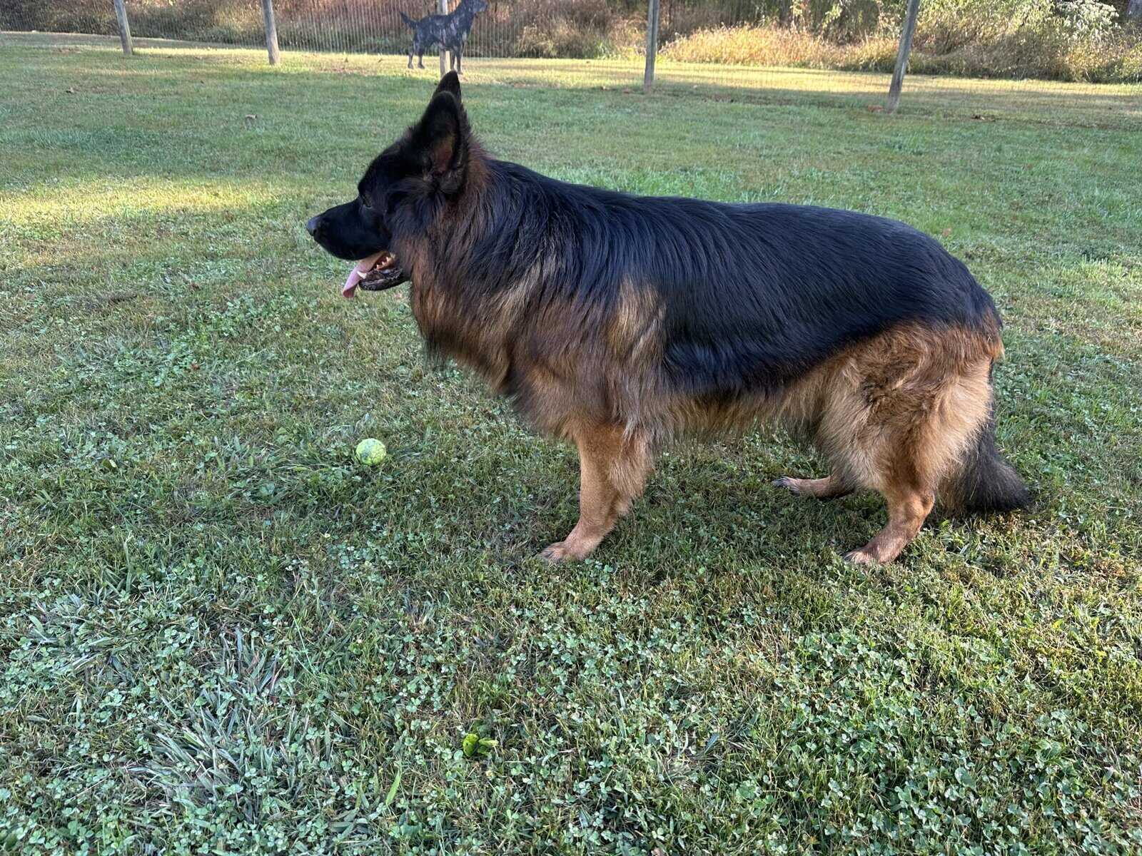 German shepherd puppy image 3
