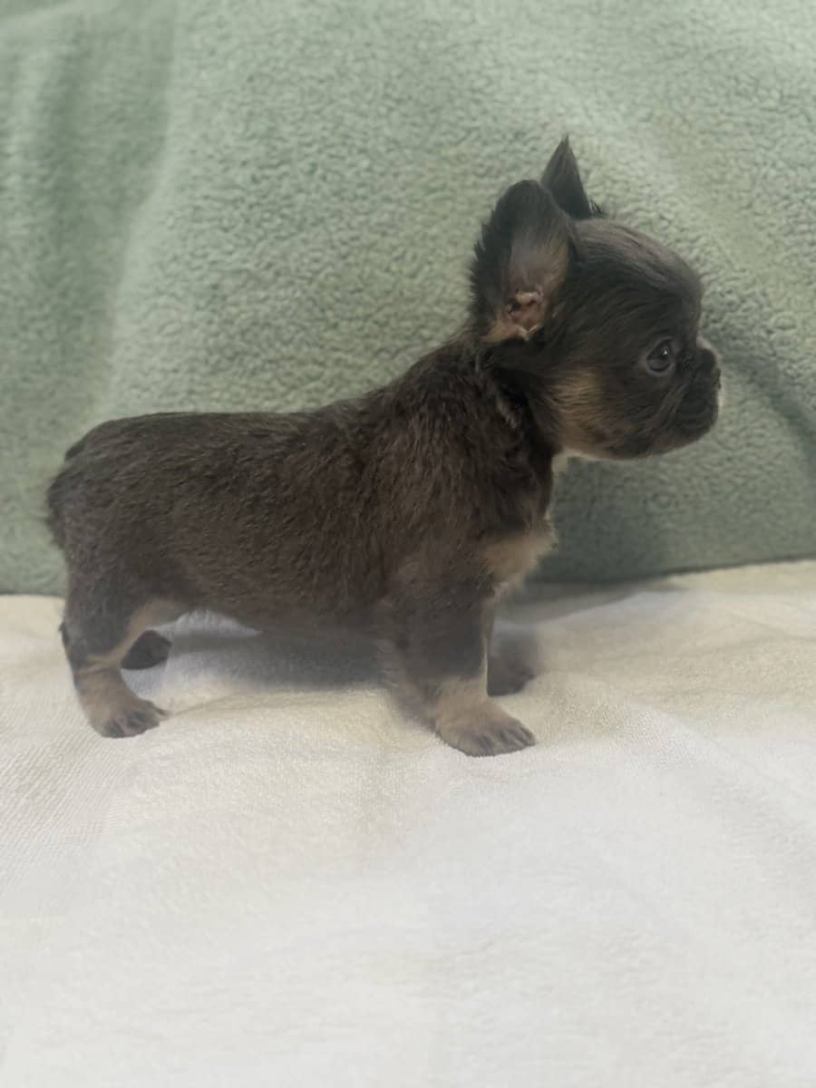 2500 fluffy French bulldogs image 5