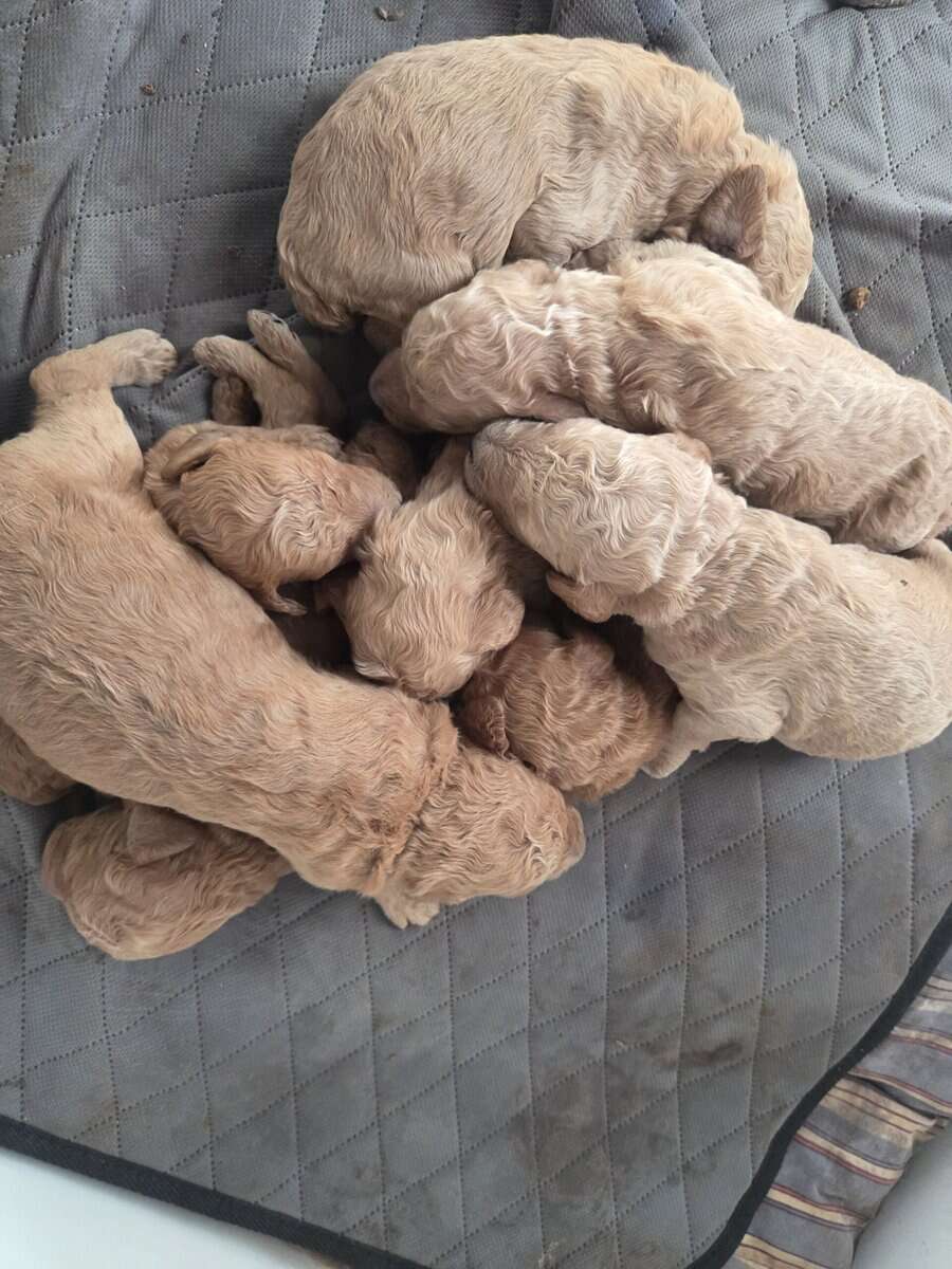 Poodle puppies image 1