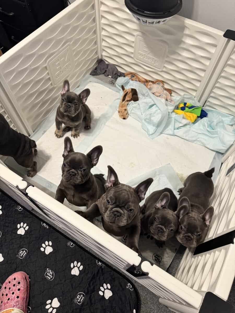 French bulldog AKC puppies image 13