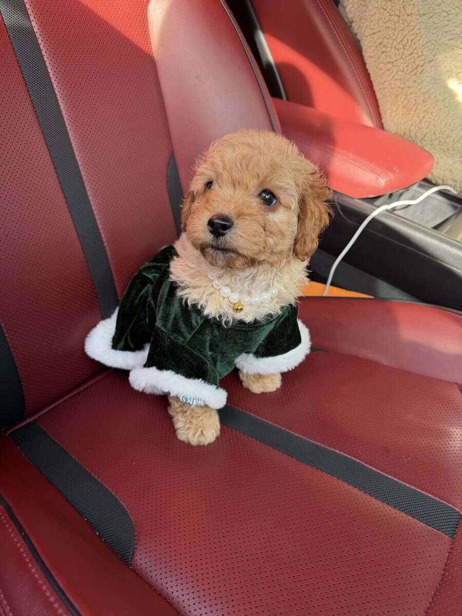 Mini Goldendoodles image 3