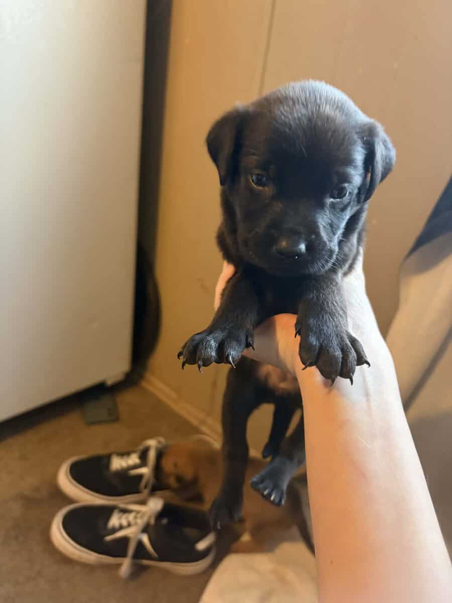 Black lab mix puppies image 2