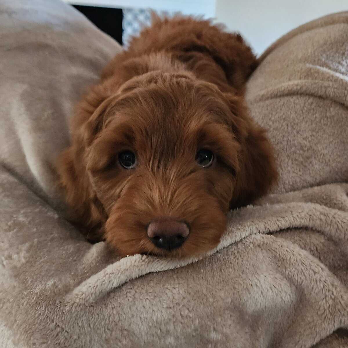 Goldendoodle image 2