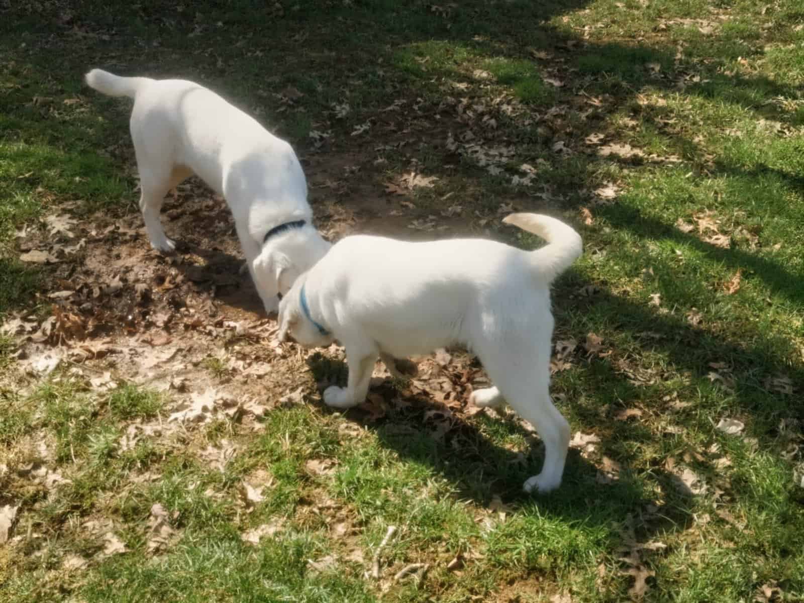 AKC White Labs 2 Avail, 4 Yrs Old, Breeding Rights image 2