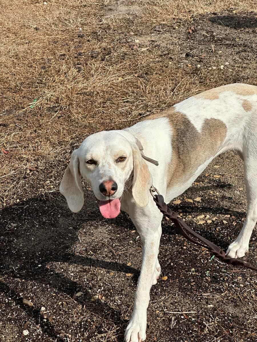 Loving Dog Needs Home image 3