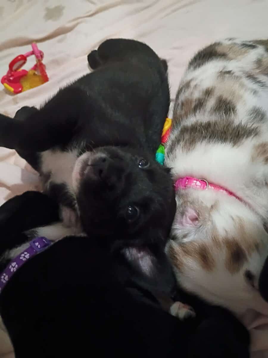 American Bully lab mix puppies image 12