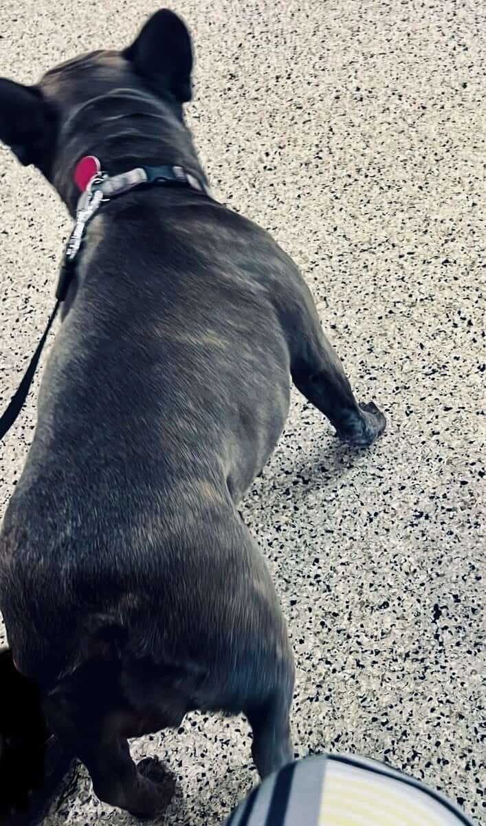 French Bulldog image 2