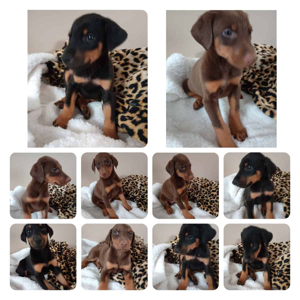 Doberman puppies image 1