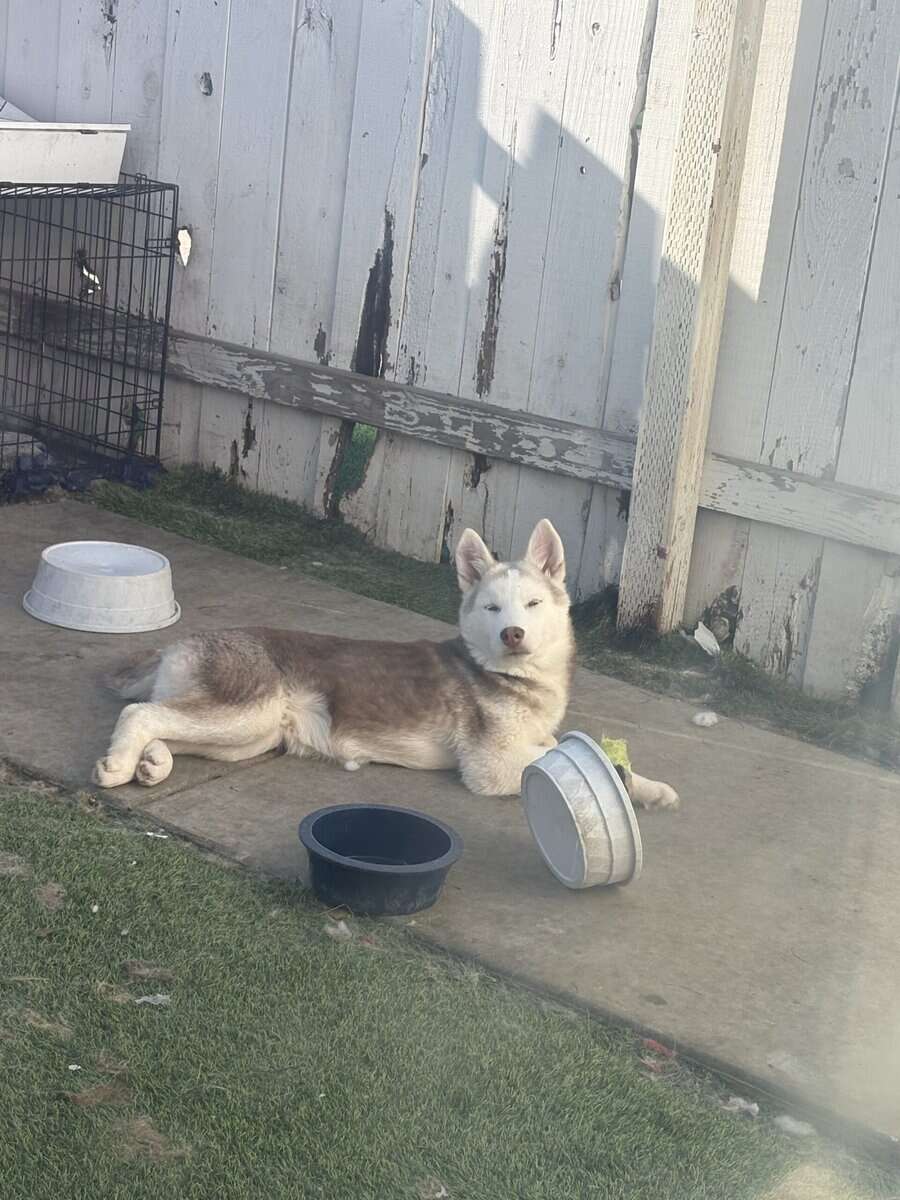 6 month husky image 1