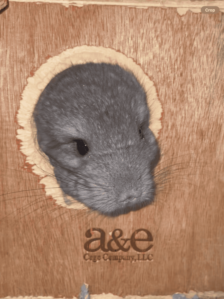 Angora Girl Chinchilla Young image 4