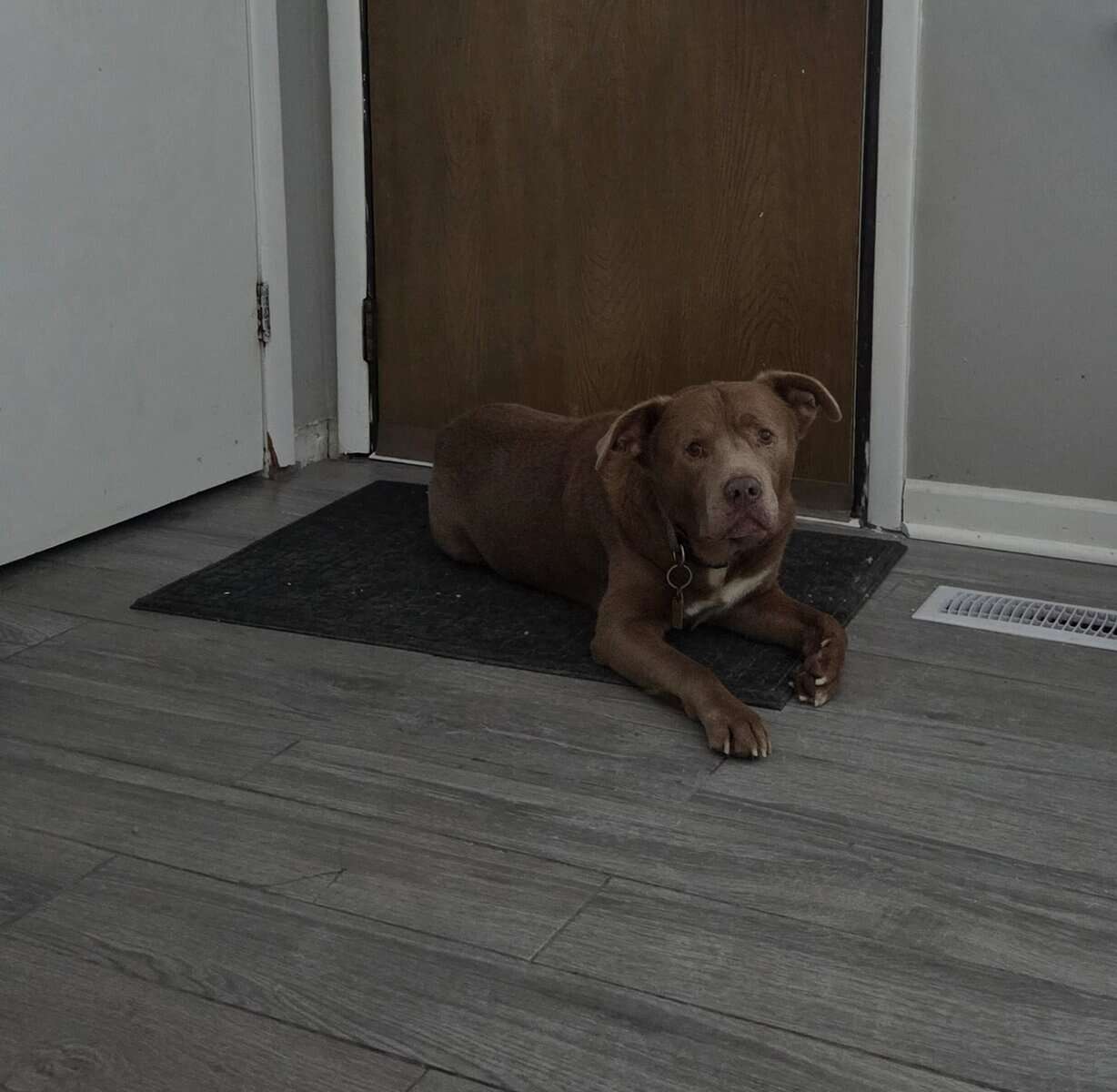 Loving Older Dog image 1