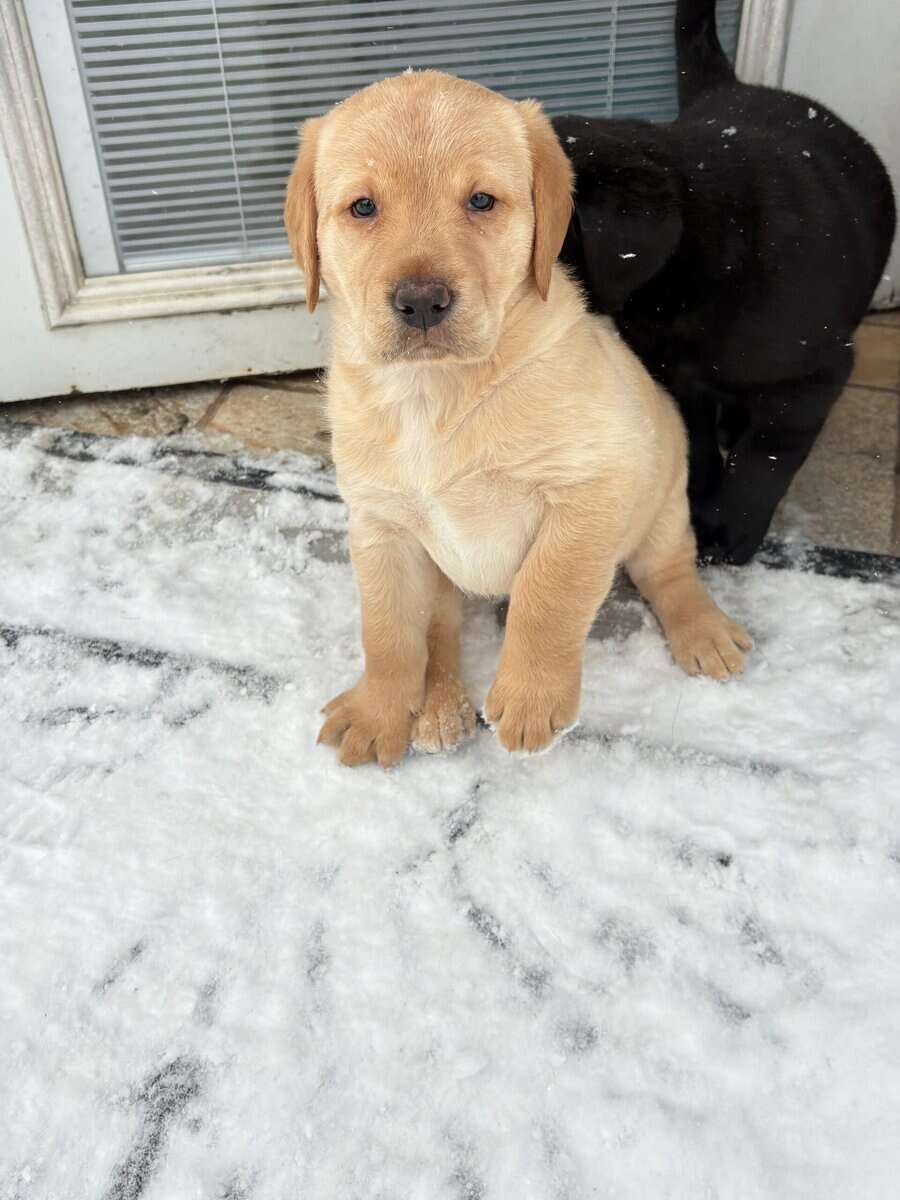 Lab puppies for sale image 2