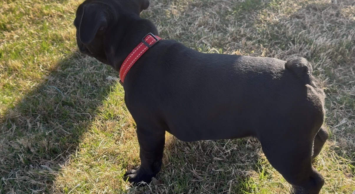 Rehoming my amazing French Bulldogs image 9