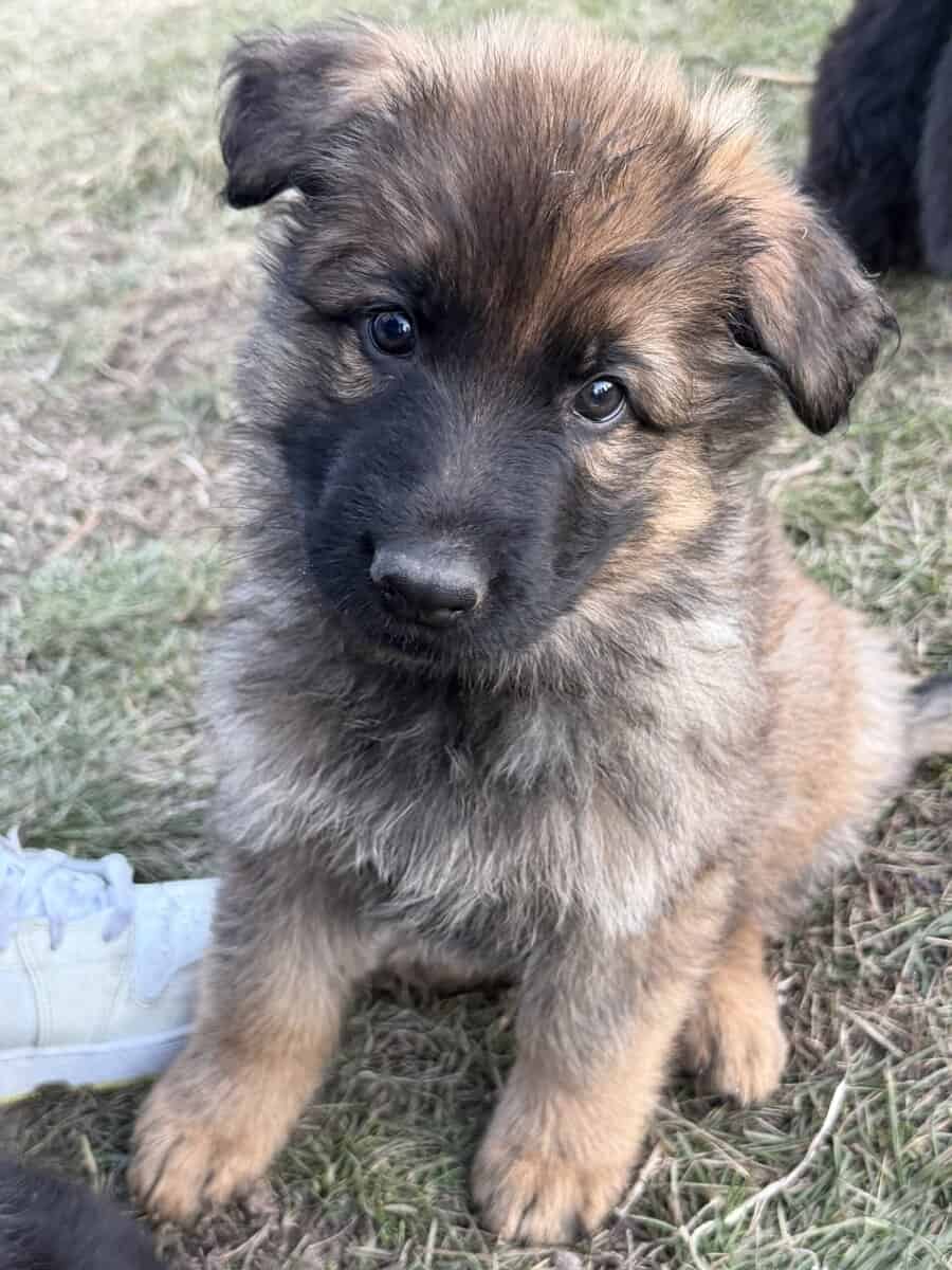 German shepherd puppies image 1