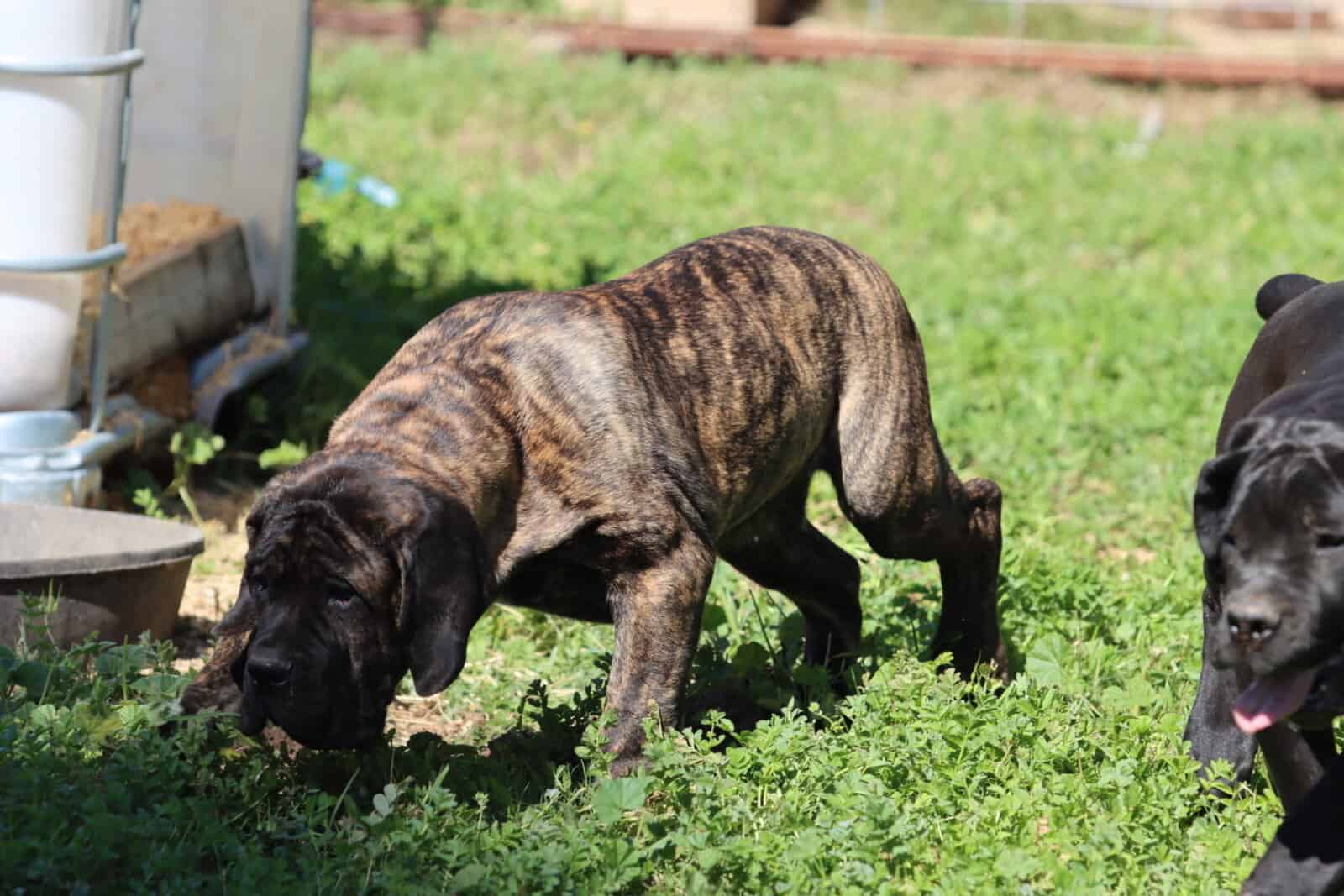 Male cane corso image 4