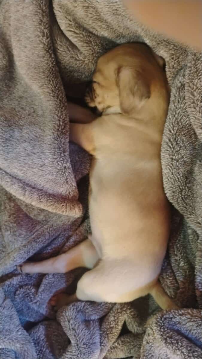 Puppy for sale image 1