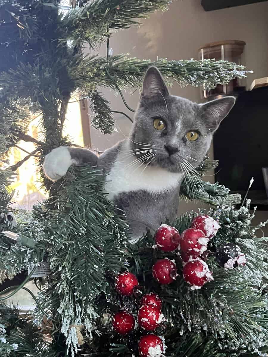 Gray male cat image 1