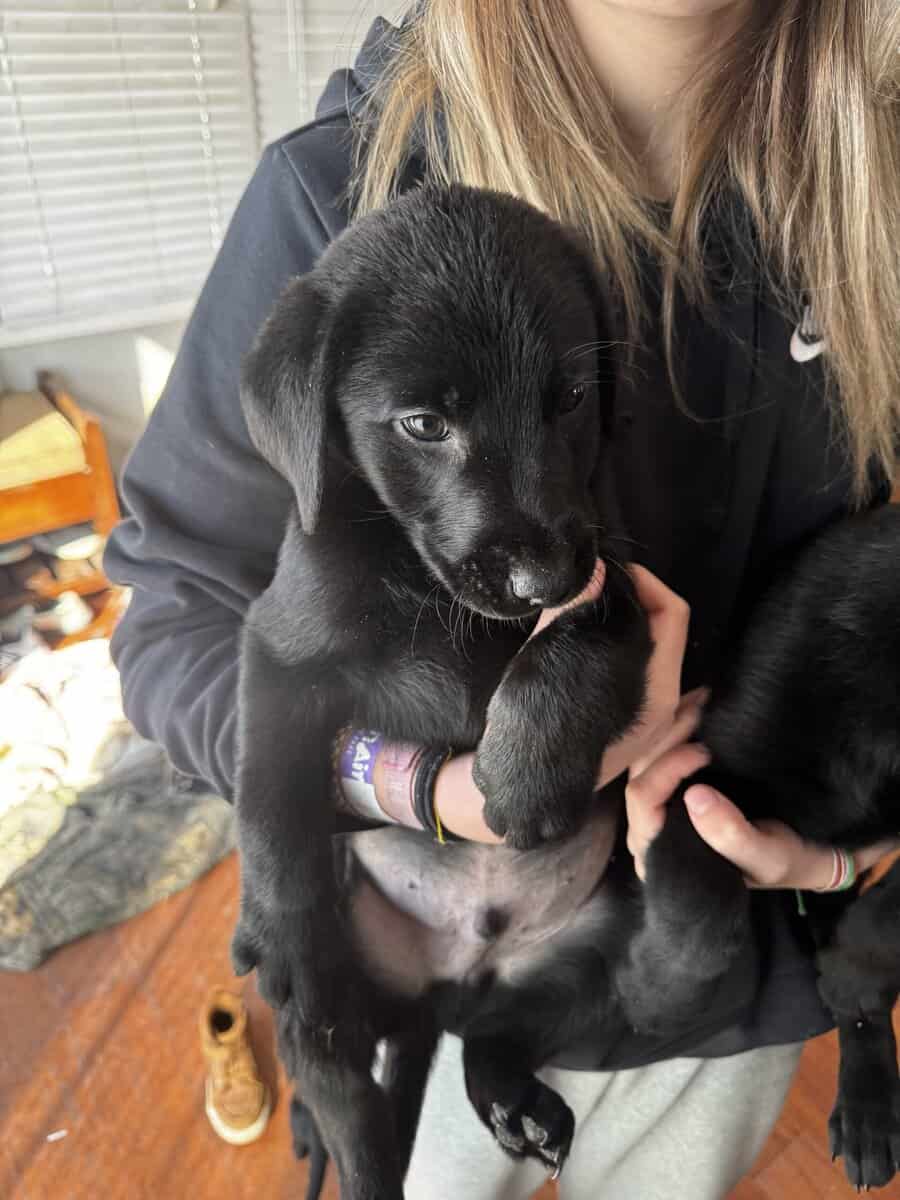 Lab puppies image 1