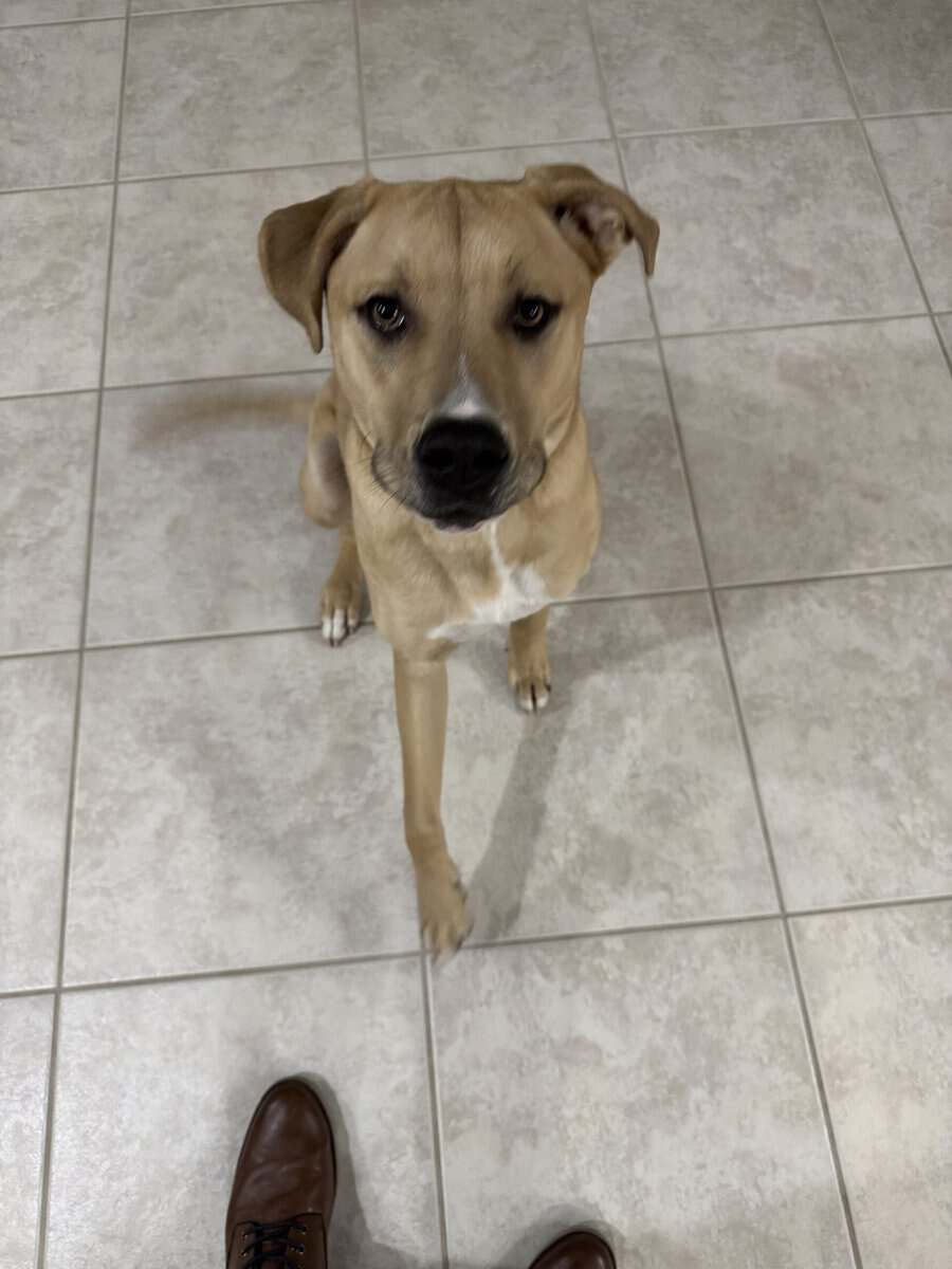 Rockledge dog image 3