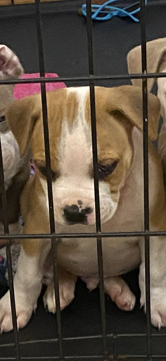 Pit bull puppies looking for forever home image 3