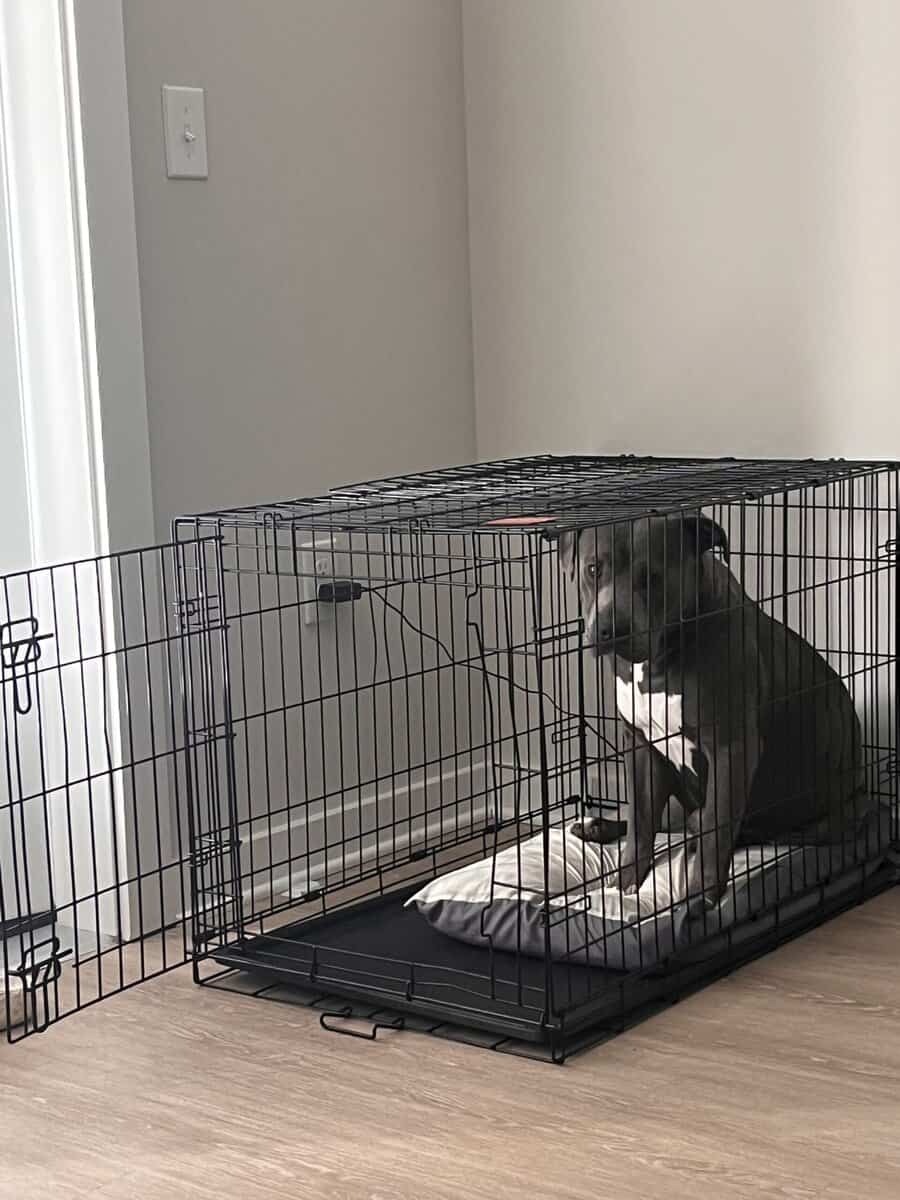 Rehoming ASAP image 3