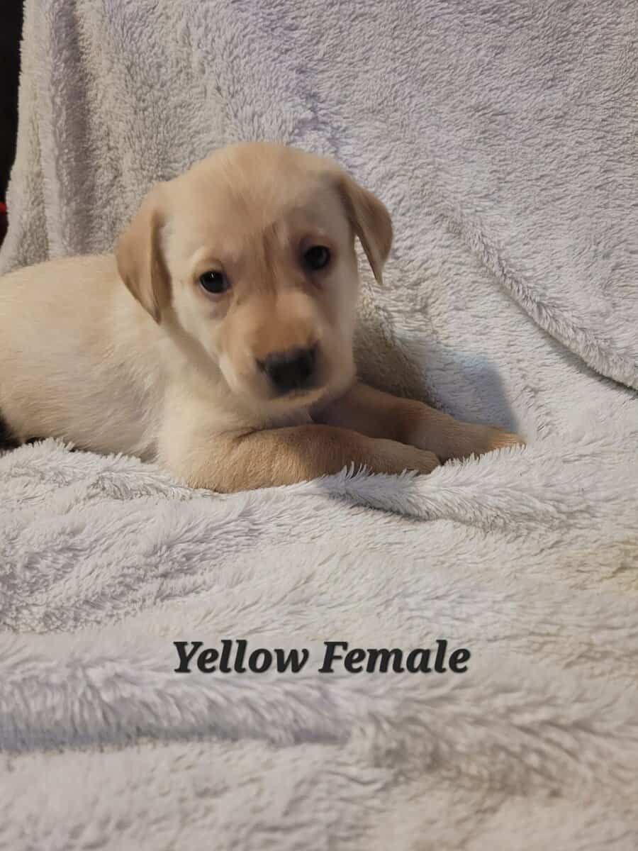 Lab Puppies image 1