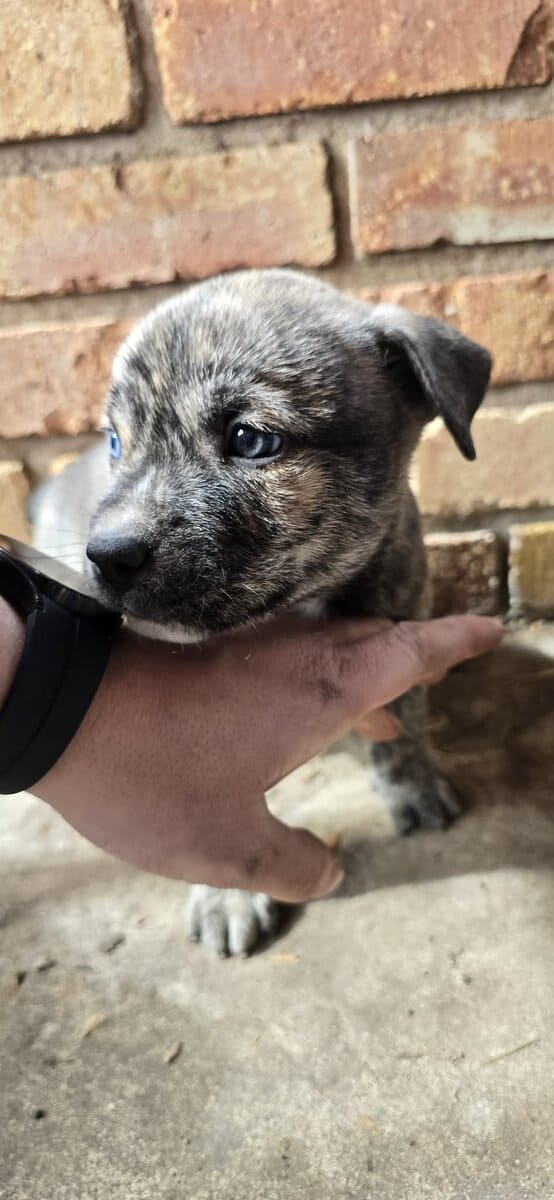 Belgium malinois mix puppies image 2