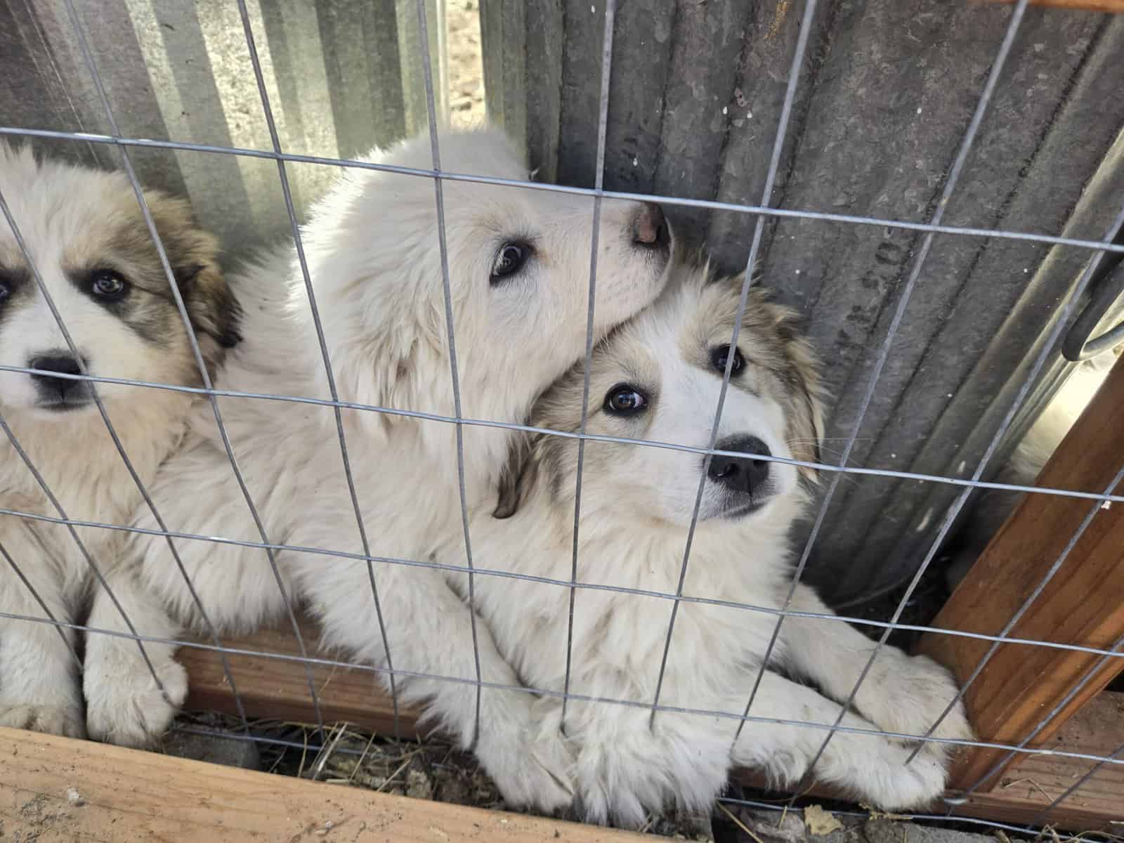 Great Pyrenees Puppies For sale image 1