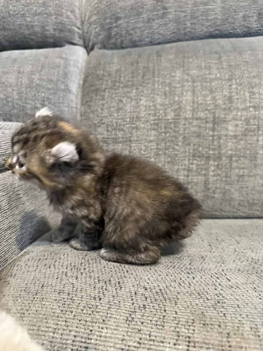 Highlander kittens image 11
