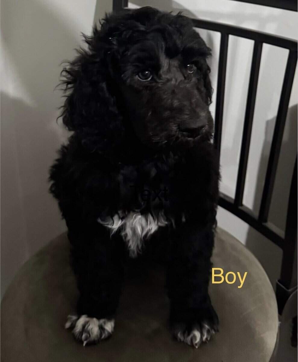 Standard Poodle Puppies image 5
