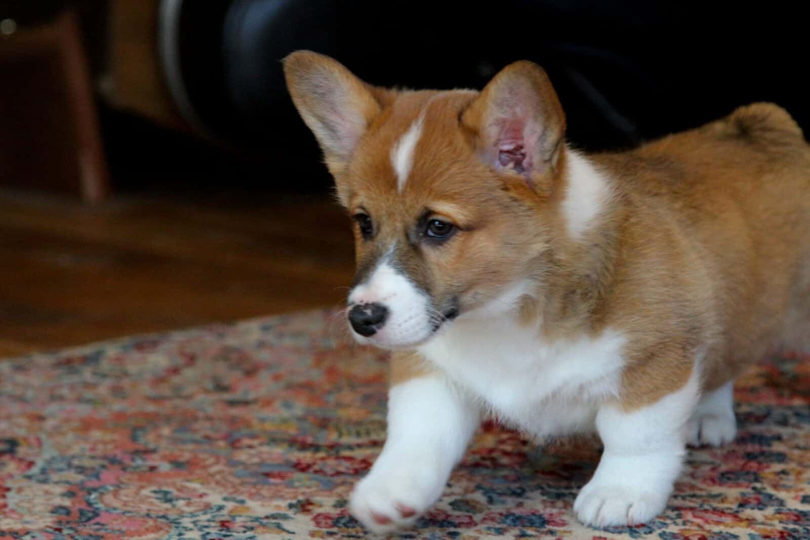 Johnny - Pembroke Welsh Corgi Puppy image 13