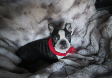 boston terrier puppy
