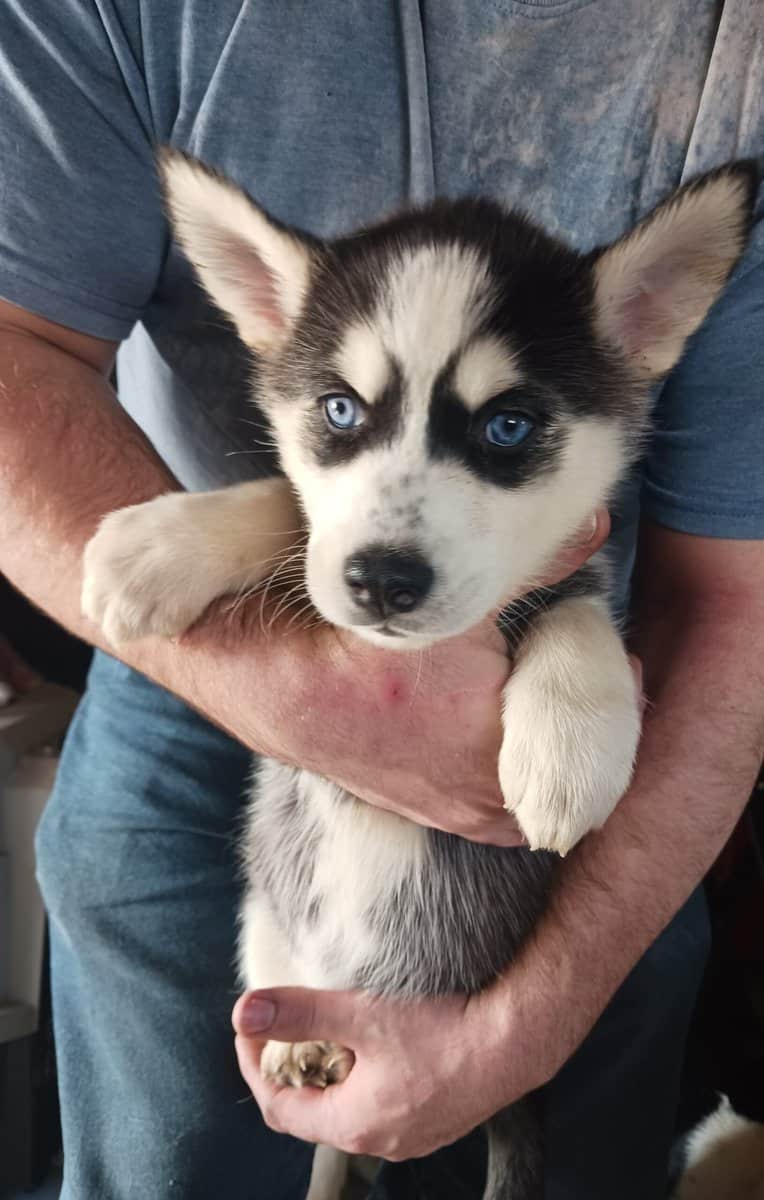 Husky puppies for sale image 1