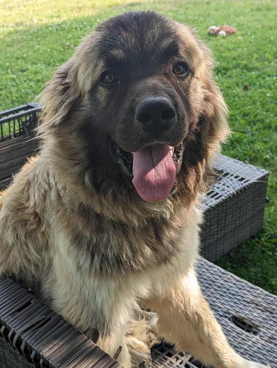 Handsome Anatolian Pyrenees image 2