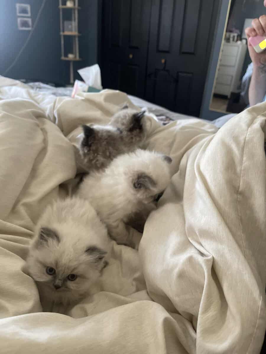Adorable kittens image 2