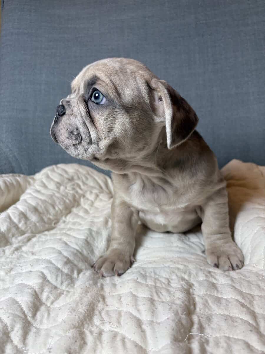 French bulldog image 2