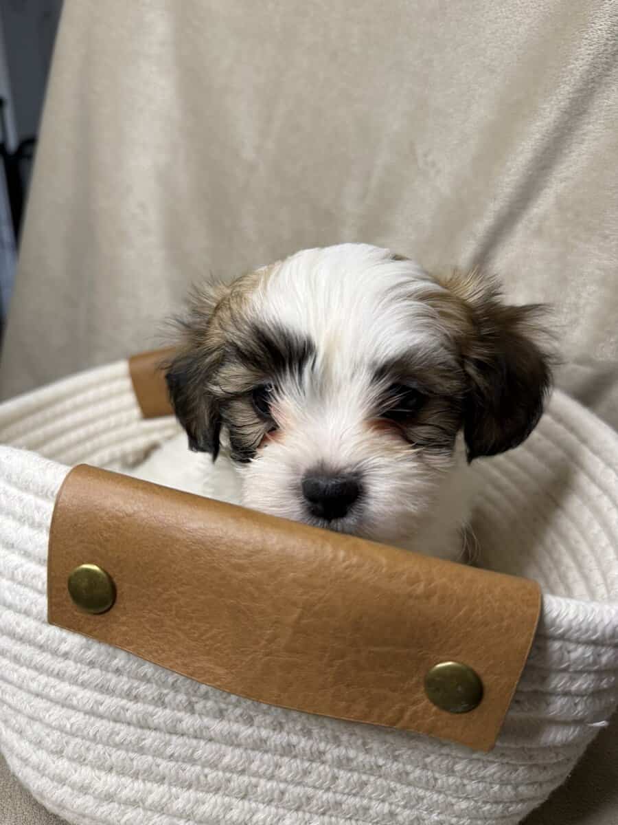 Malshihpoo puppies image 4