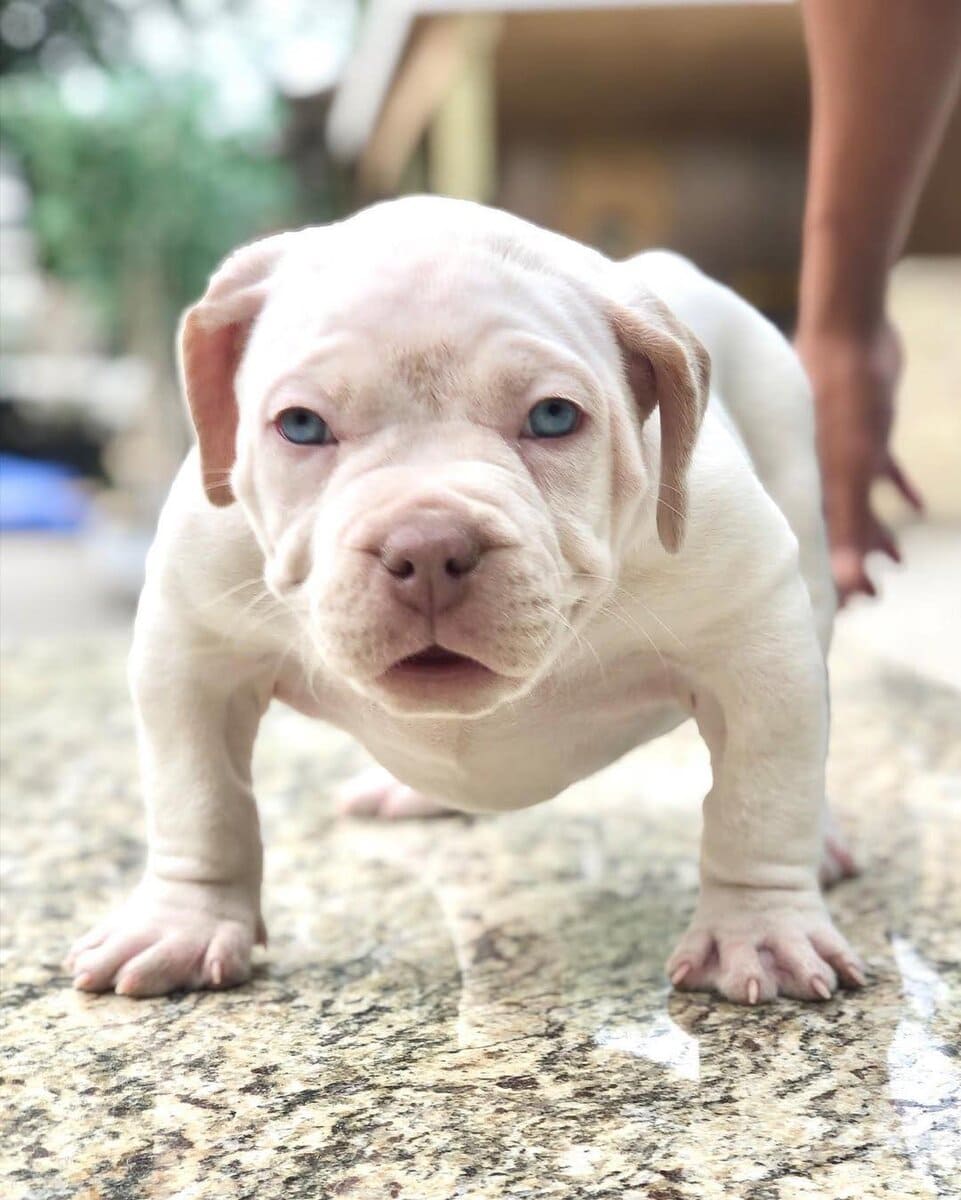 Registered American Bully Puppies image 2