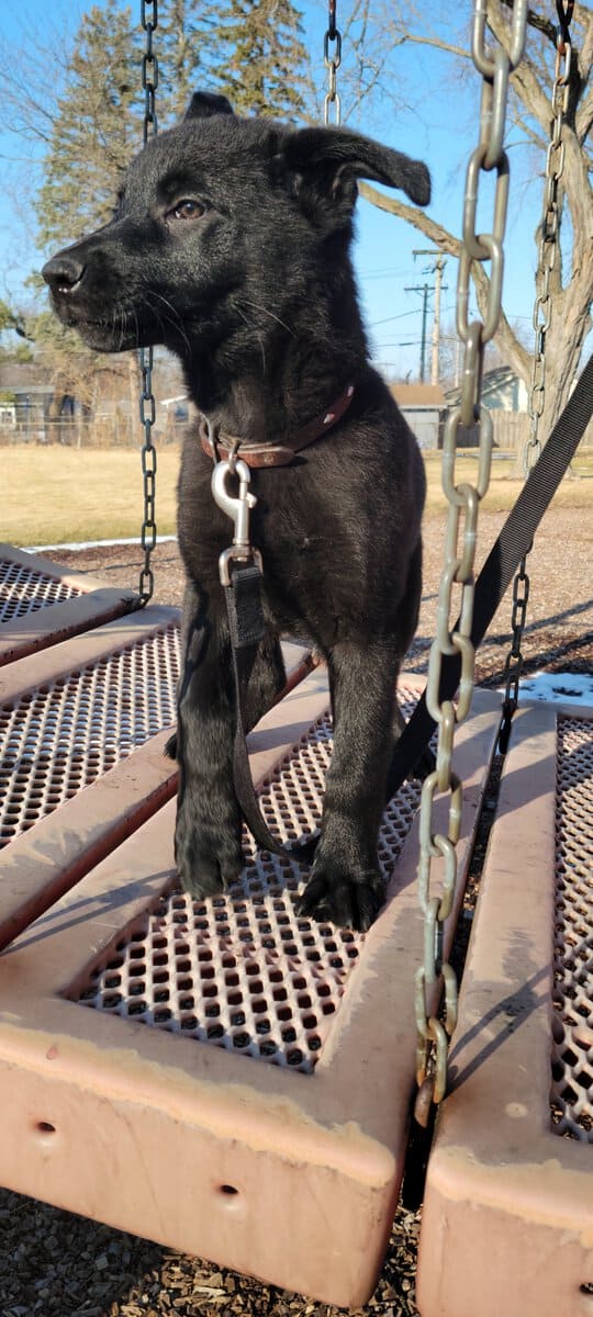 German shepherd/ Lab puppy image 3