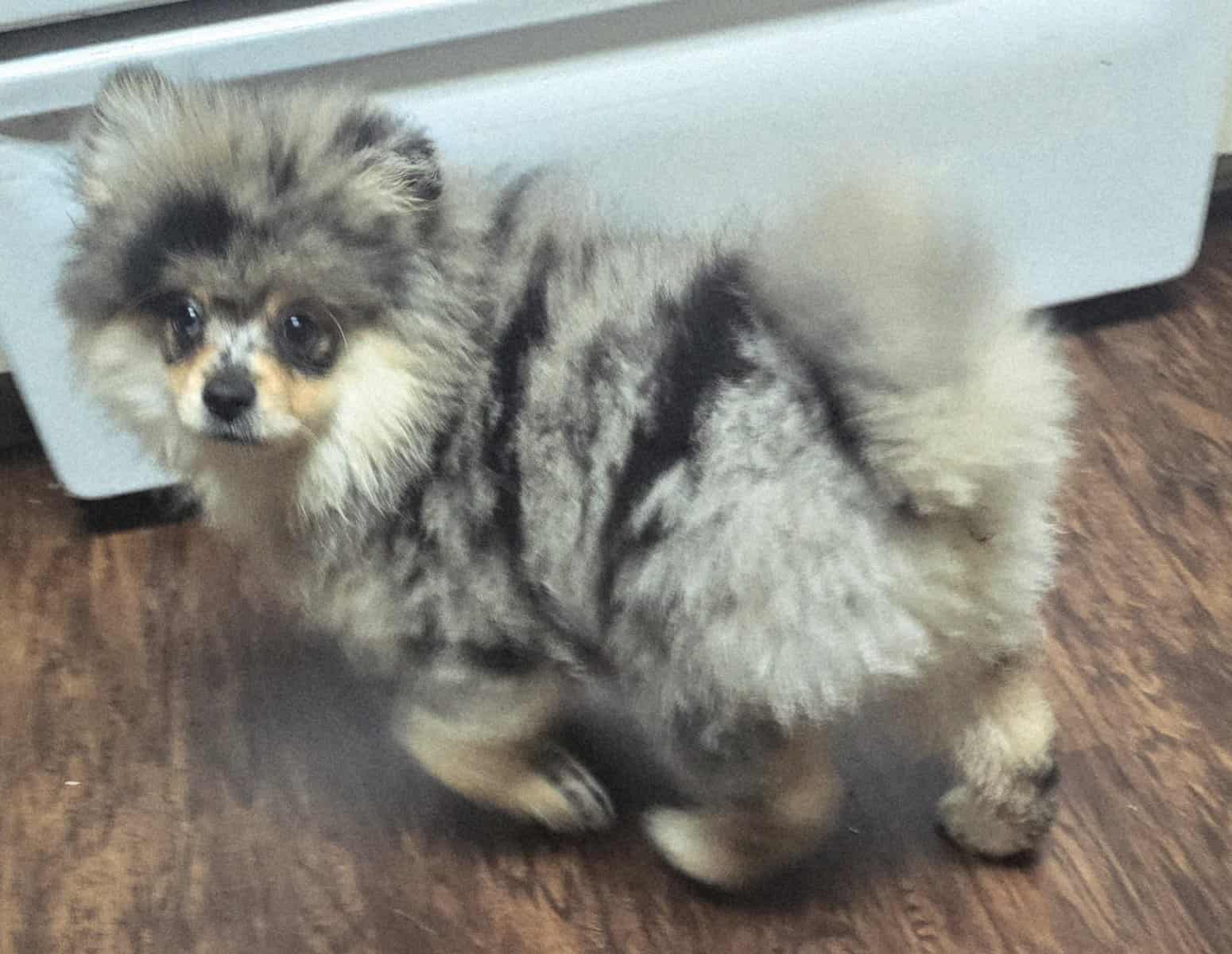 Pomeranians Available image 3