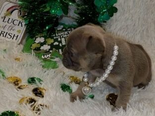 Husky… Fluffy… Newshade… Female