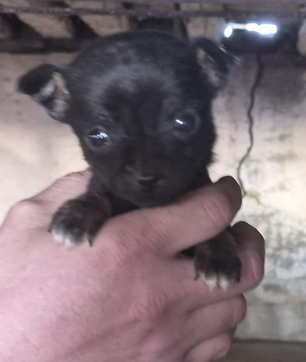 Chichuhua puppies image 1