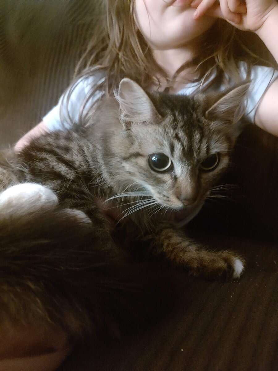 Snuggly Kitty image 5