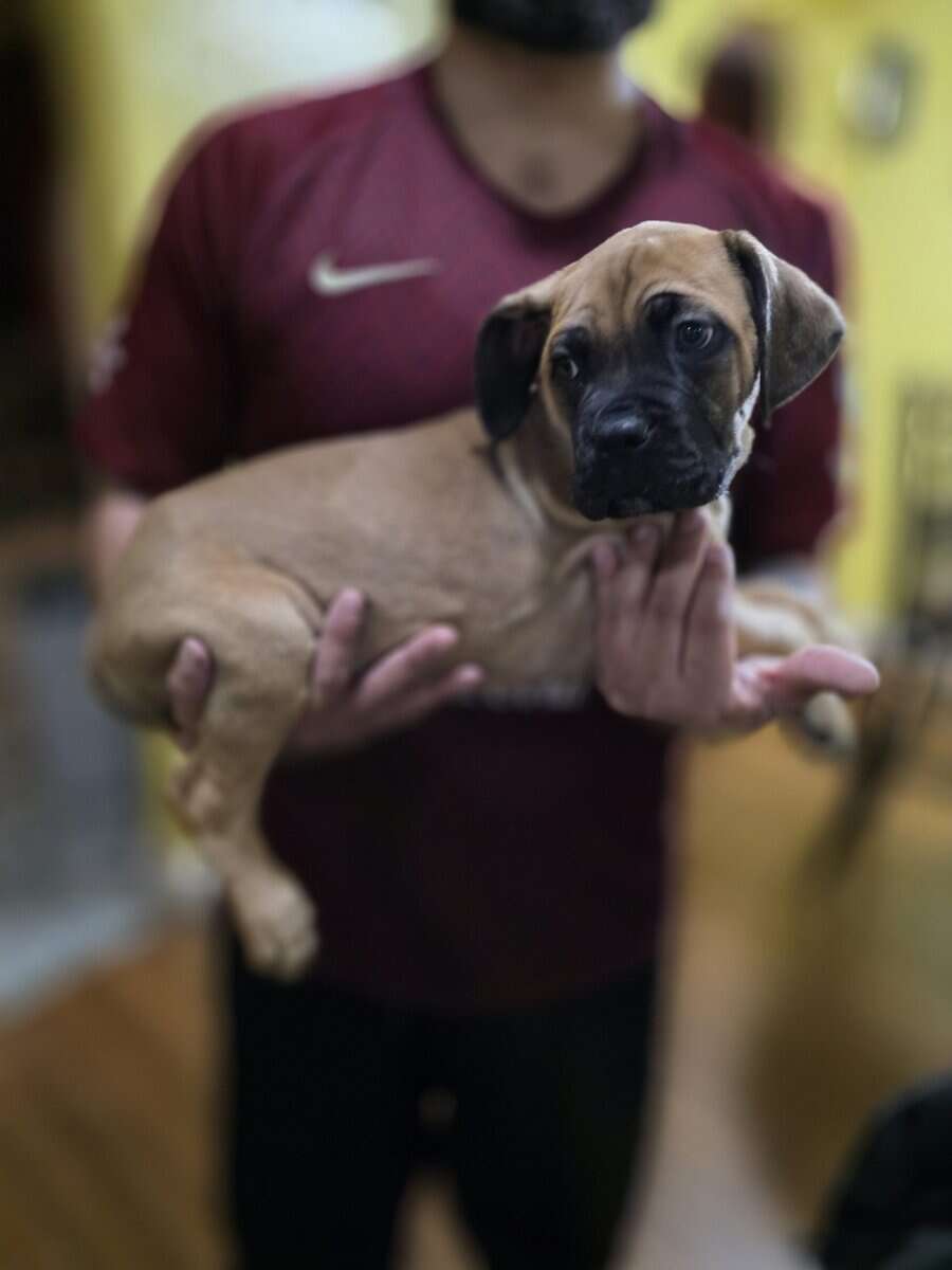 8 week cane corsos image 2
