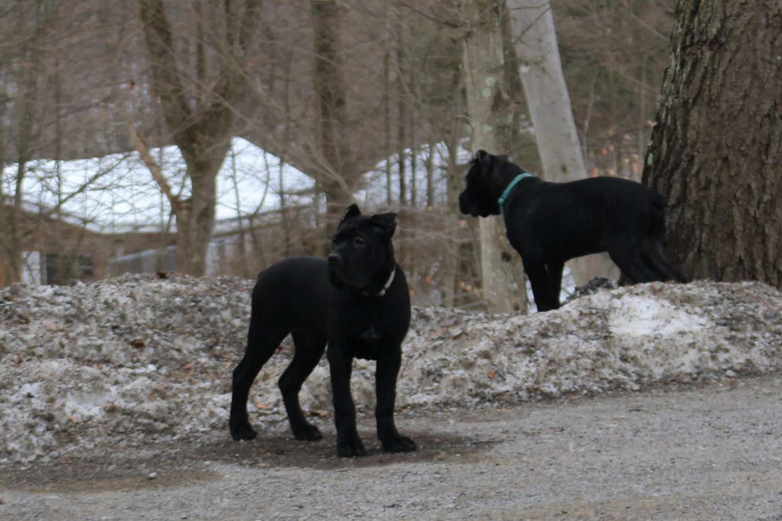 AKC Cane Corso puppies image 10